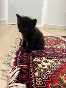 Kittens For Sale - Photo 3
