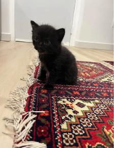 Kittens For Sale - Photo 4