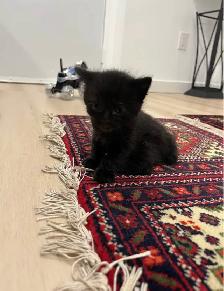Kittens For Sale - Photo 5