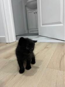 Kittens For Sale - Photo 6