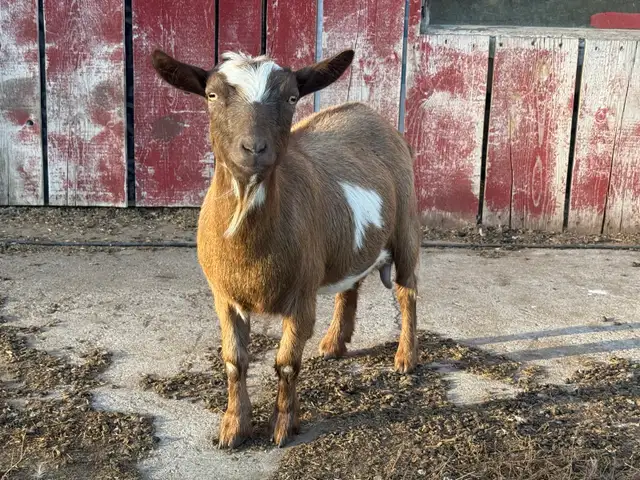 Pygmy/Fainter Doe