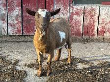Pygmy/Fainter Doe
