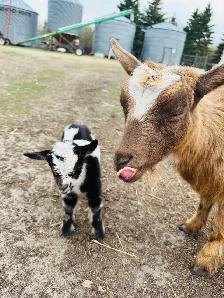 Pygmy/Fainter Doe - Photo 2