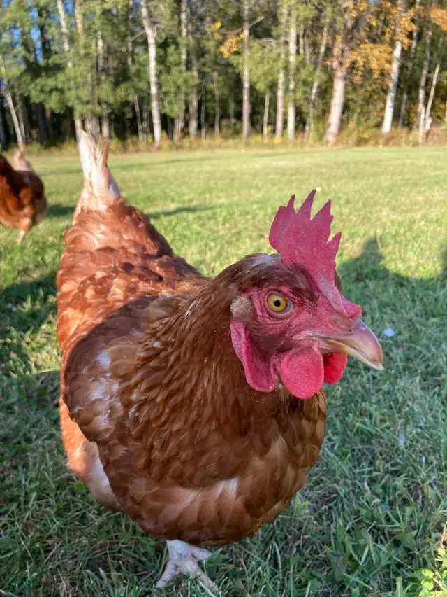 Isa Brown Laying Hens