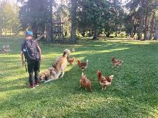 Isa Brown Laying Hens - Photo 2