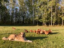Isa Brown Laying Hens - Photo 3