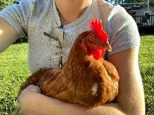 Isa Brown Laying Hens - Photo 4