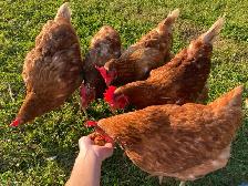 Isa Brown Laying Hens - Photo 5
