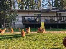 Isa Brown Laying Hens - Photo 6