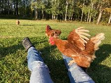 Isa Brown Laying Hens - Photo 7