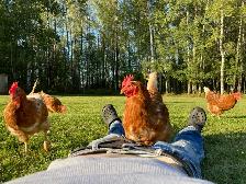 Isa Brown Laying Hens - Photo 8