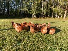 Isa Brown Laying Hens - Photo 9