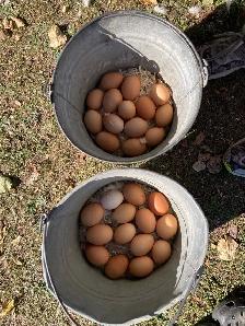Isa Brown Laying Hens - Photo 10