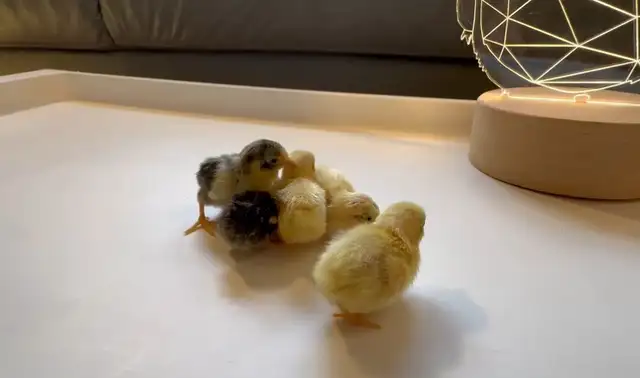 Pet Button Quails