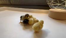 Pet Button Quails