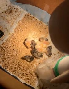 Pet Button Quails - Photo 2