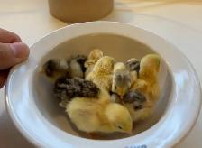 Pet Button Quails - Photo 3