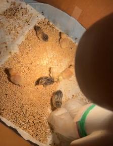 Pet Button Quails - Photo 4