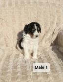 Bernedoodles! Smaller Tricorn!