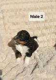 Bernedoodles! Smaller Tricorn! - Photo 2