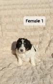 Bernedoodles! Smaller Tricorn! - Photo 3