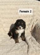 Bernedoodles! Smaller Tricorn! - Photo 4