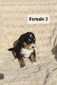 Bernedoodles! Smaller Tricorn! - Photo 5
