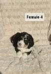 Bernedoodles! Smaller Tricorn! - Photo 6