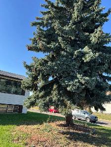 Tree removal - Photo 2