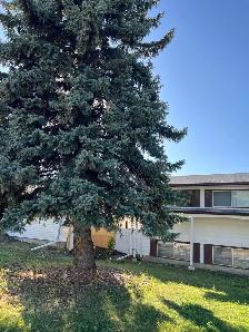 Tree removal - Photo 3