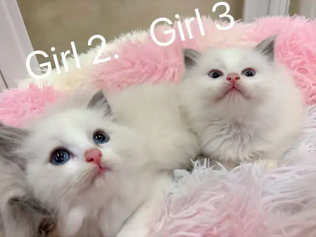 @@ Blue eyes Ragdoll kittens just ready @@
