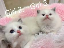 @@ Blue eyes Ragdoll kittens just ready @@