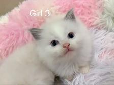 @@ Blue eyes Ragdoll kittens just ready @@ - Photo 2