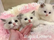 @@ Blue eyes Ragdoll kittens just ready @@ - Photo 3