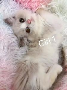 @@ Blue eyes Ragdoll kittens just ready @@ - Photo 4