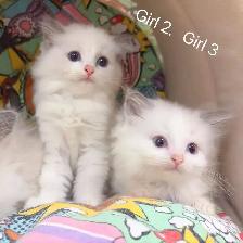@@ Blue eyes Ragdoll kittens just ready @@ - Photo 5