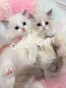 @@ Blue eyes Ragdoll kittens just ready @@ - Photo 6