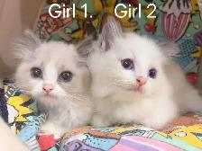 @@ Blue eyes Ragdoll kittens just ready @@ - Photo 7