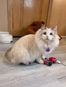 @@ Blue eyes Ragdoll kittens just ready @@ - Photo 9