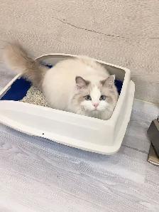 @@ Blue eyes Ragdoll kittens just ready @@ - Photo 10