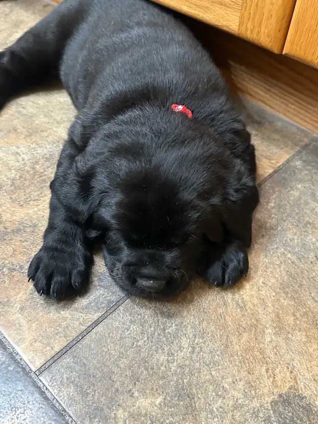 Black Labrador Puppies