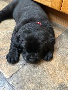 Black Labrador Puppies