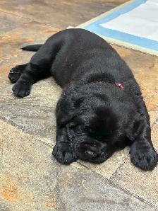 Black Labrador Puppies - Photo 2