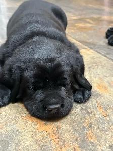 Black Labrador Puppies - Photo 3