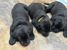 Black Labrador Puppies - Photo 4