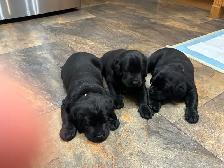 Black Labrador Puppies - Photo 5