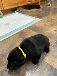 Black Labrador Puppies - Photo 6