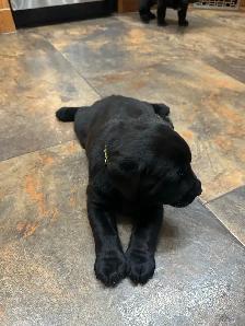 Black Labrador Puppies - Photo 7