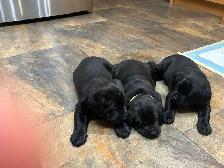 Black Labrador Puppies - Photo 8