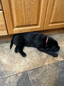 Black Labrador Puppies - Photo 9